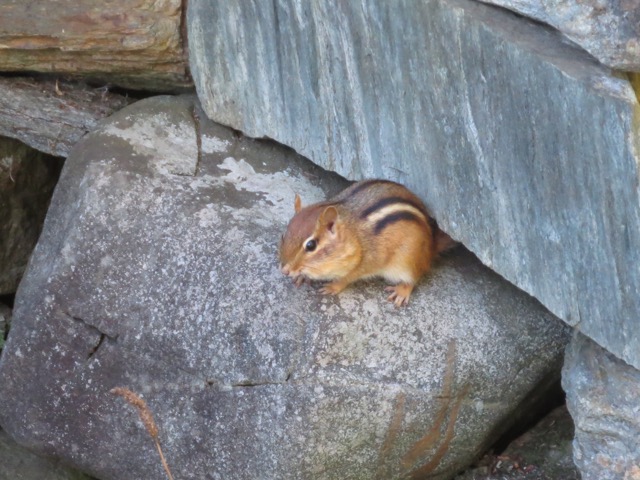 Chipmunks