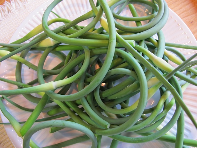 harvest, garlic, prudent living