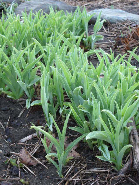 Day lilies are everywhere.