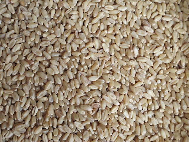 wheat berries, pantry, prudent living