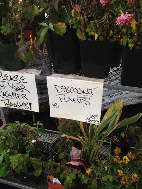 Look for deals on perennials.