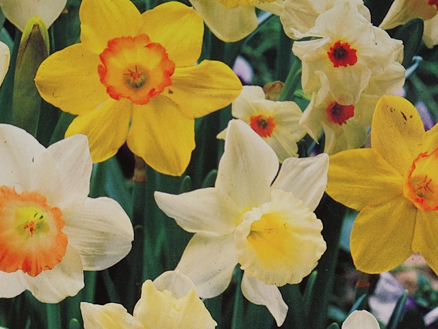 daffodil bloms, spring flowers, bulbs