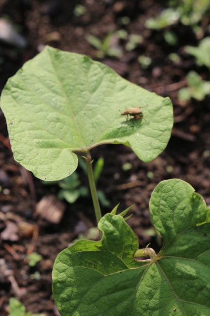 Green beans and a baby Japanese Beetle.