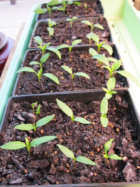 Peppers and eggplants are coming along.