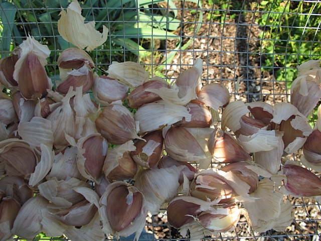 garden, garlic