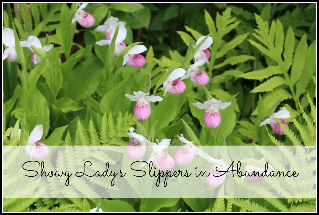 lady's slippers