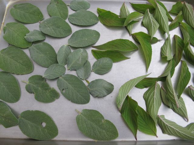 Sage ready for the freezer.