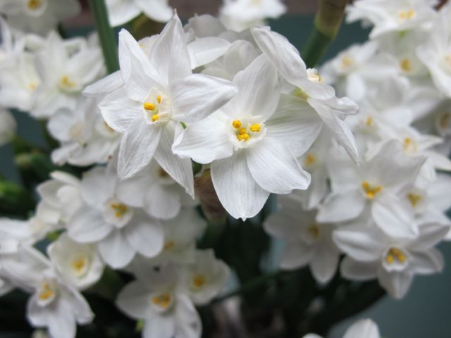 Narcissus
