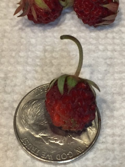 Wild Strawberry Muffins